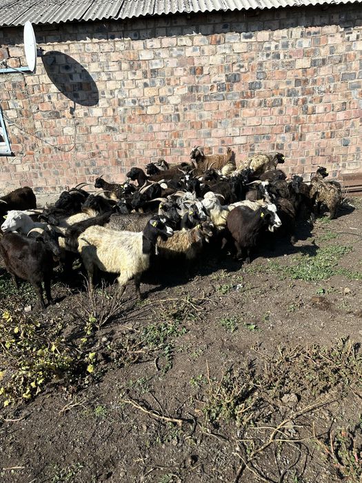 Ешкі сатам семіз жақсы