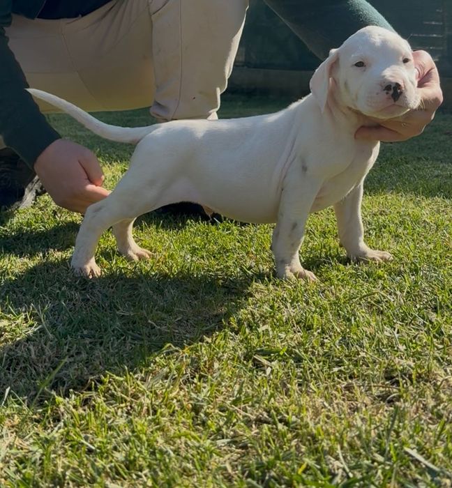 Dog Argentinian cu Pedigree