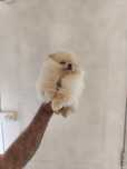 Băiețel Pomeranian