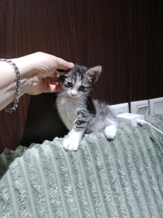 Подросший мальчик под кастрацию