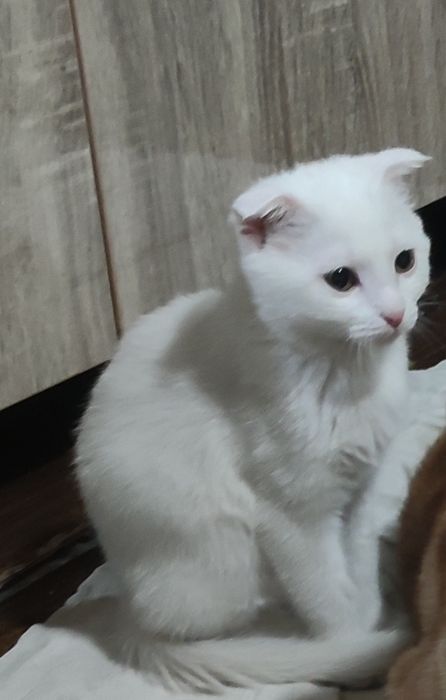 Девочка Умный/aqilliy mushuk 2oyli. 2 месяца.