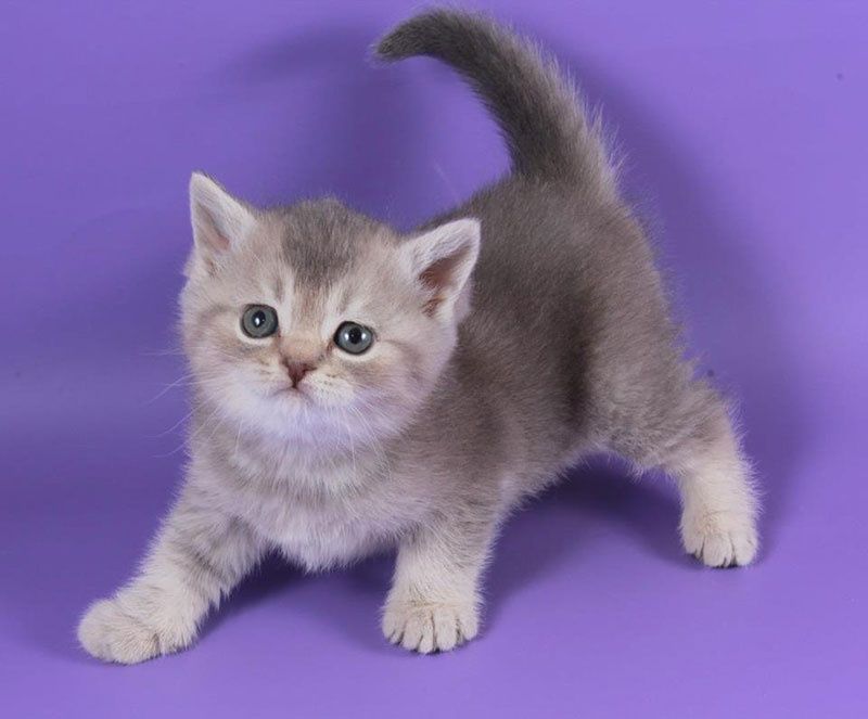 Британские котята