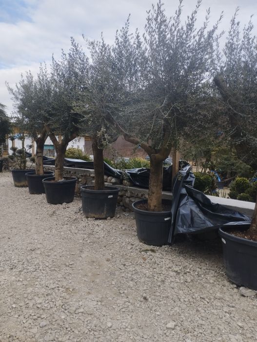 Scoruș de munte ,maslin