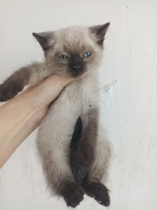 Котята сиамские в добрые руки