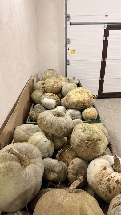 Dovleci – 3 lei/kg