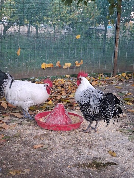 Vând  cocoși si gaini Brakel outoare