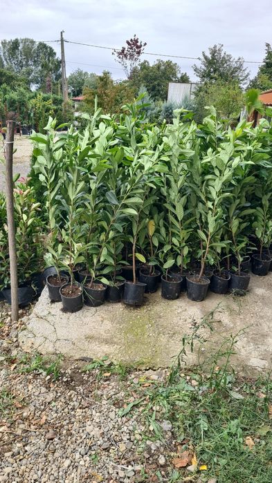 Laur englezesc de 60 cm pana la 2m