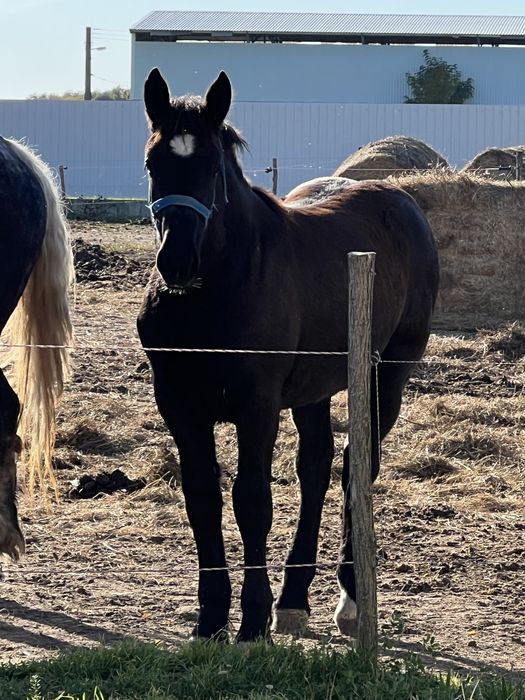 Manza Percheron varsta de 6 luni