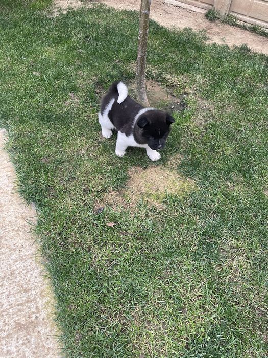 Donez catei akita american