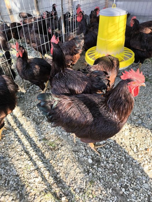 Cocosi Araucana si Rhode Island