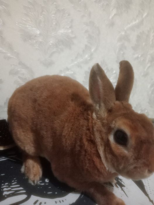 Кролик декоративный порода ( Рекс )