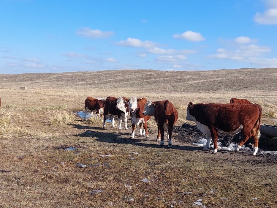 Продаются упитанные бычки