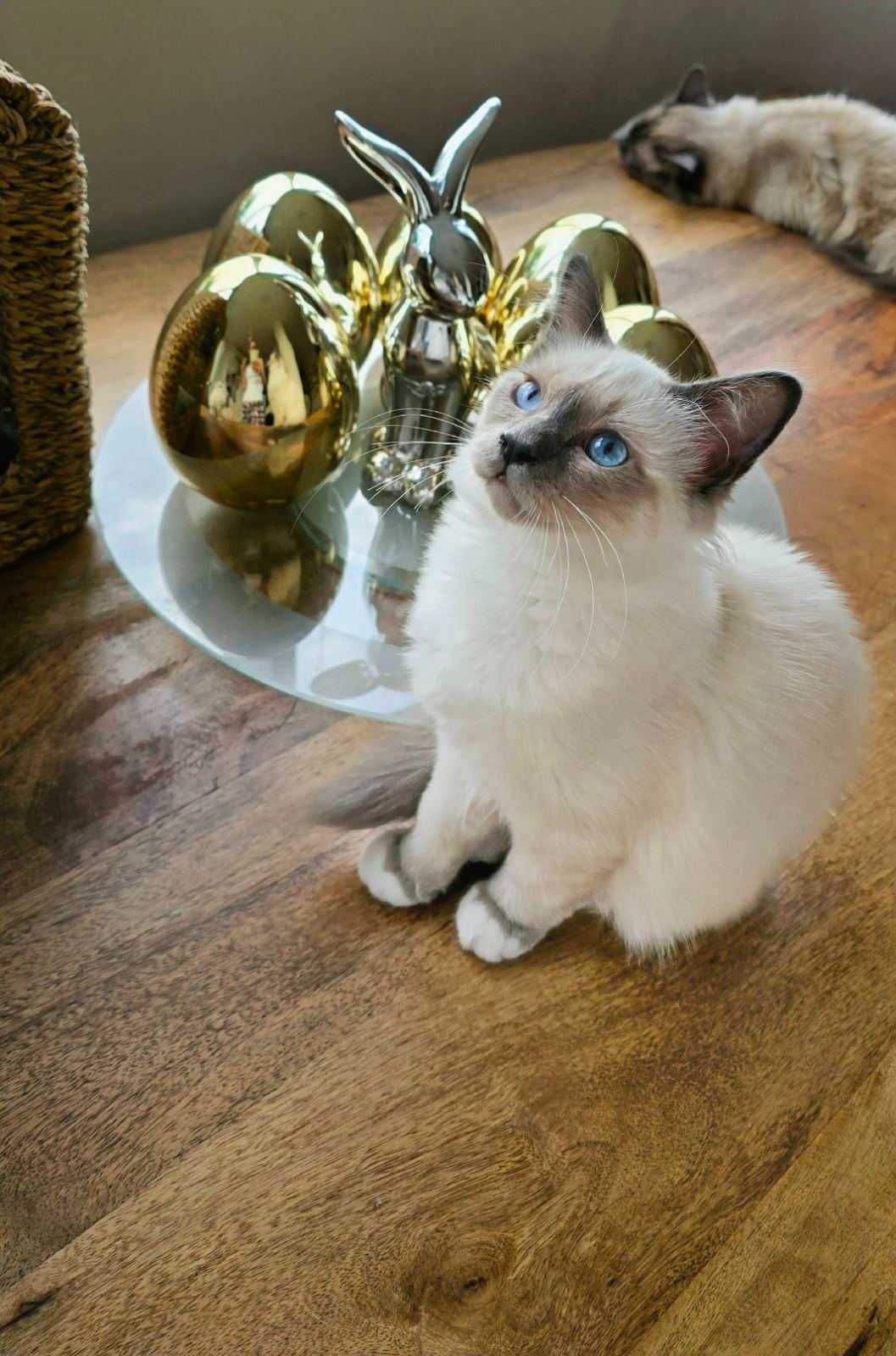 Бирманка    котка