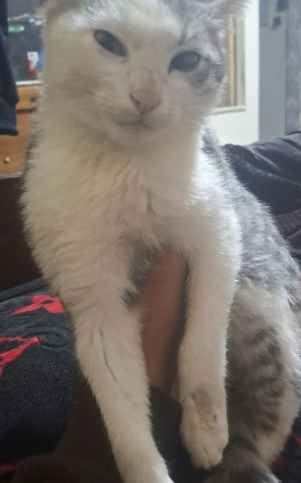 Mushuk sotiladi narxi 250000