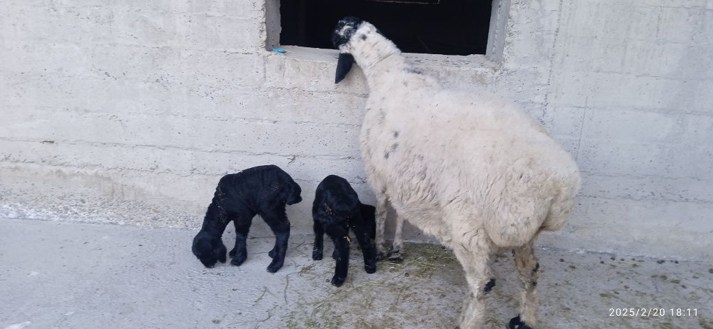 Ona bola qoʻy sotiladi bolasi egiz  biri qoʻchqor  urgʻochi bolalari 5