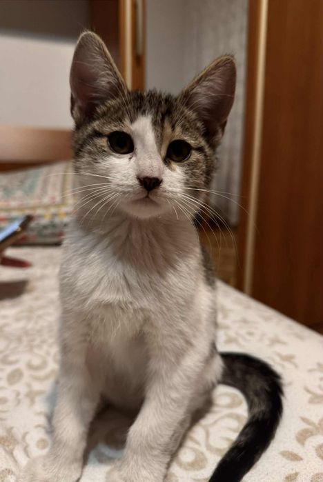 Pisici spre adopție
