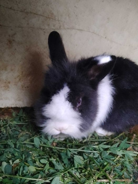 Vând iepuri de rasă cap de leu