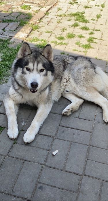 Căutăm o familie