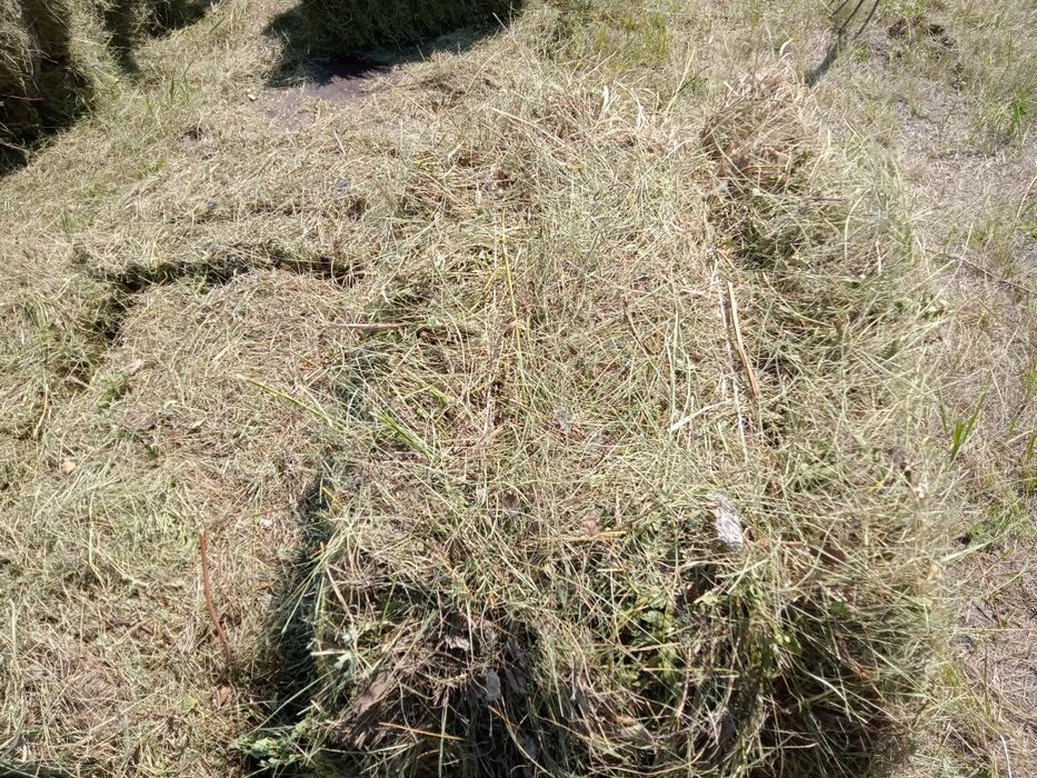 Продам сено лесное разнотравье