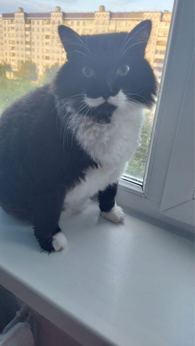 Отдам кота ( в связи с переездом)