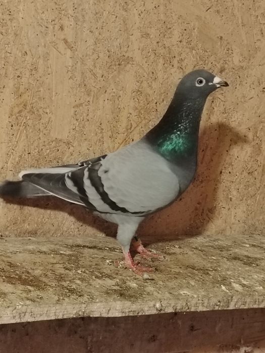 Porumbei de vânzare.