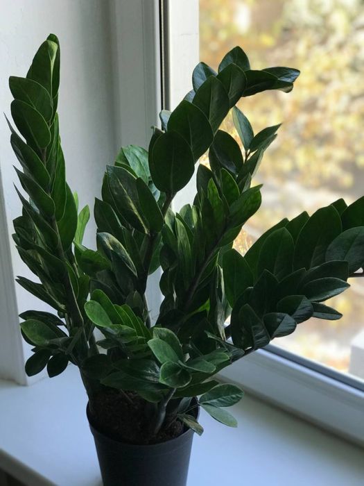 Продаются комнатные растенния