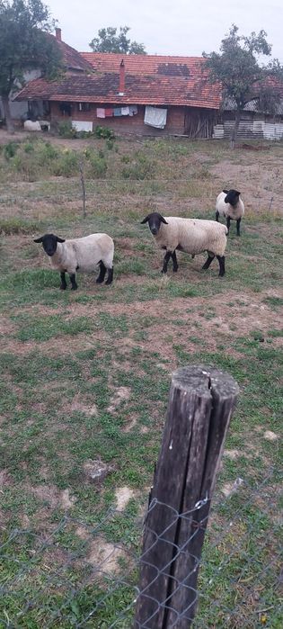 Berbecii suffolk