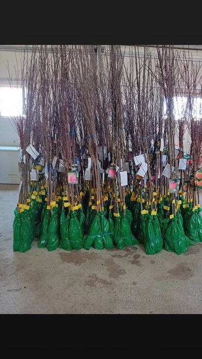 Vând pomi fructiferi categoria 1