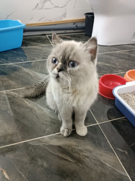 Mushuk nunu sotiladi