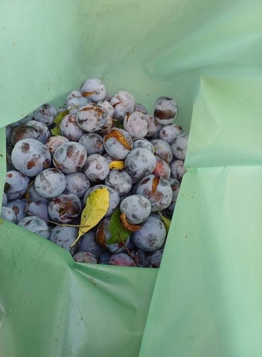 Vand prune pentru palinca