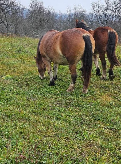 Vând iapa gestanta și manza de un an jumate