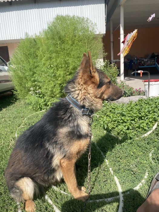 Овчарка ұрғашы 1 жасқа толмаған