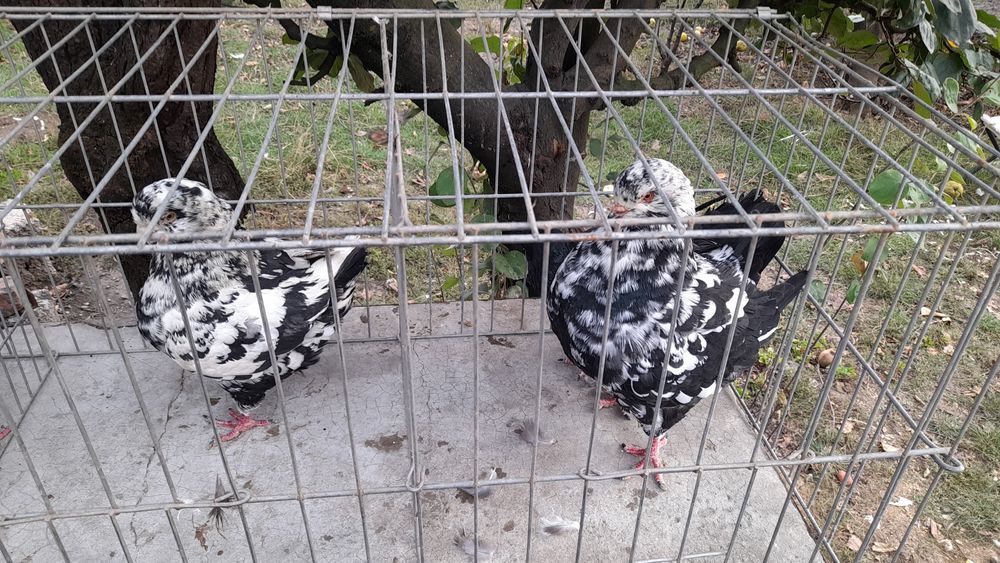 Vand sau schimb porumbei și  iepuri pe wyandotte argintiu