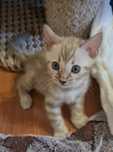 Бронь на лучших бенгалов! Котятки ждут Вас!