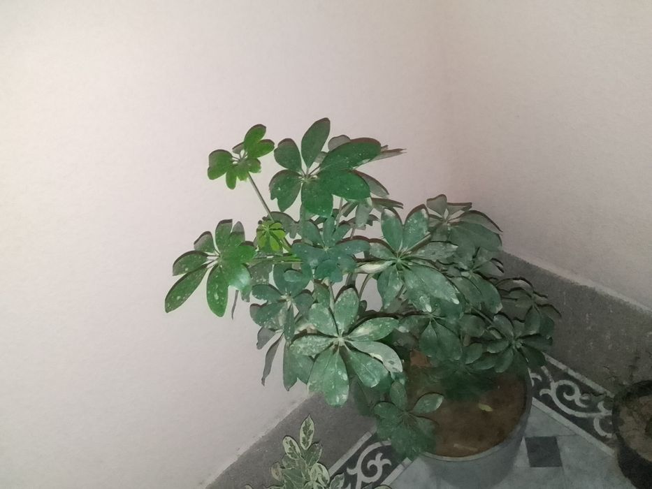 Продаётся цветы в горшках