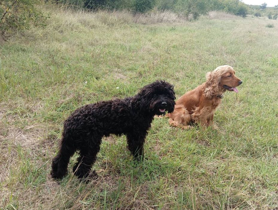 Кучета за трюфели - ОБУЧЕНИ