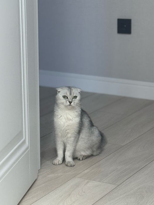 Шотландская шиншилла вислоухая