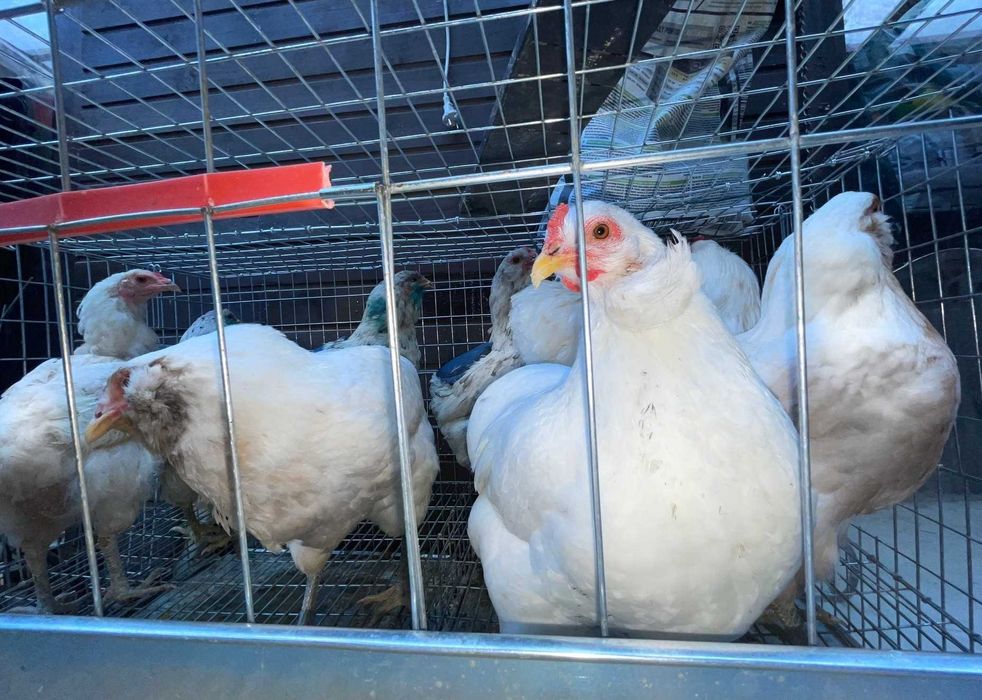 Puici si gaini Araucana 200 lei oua albastre