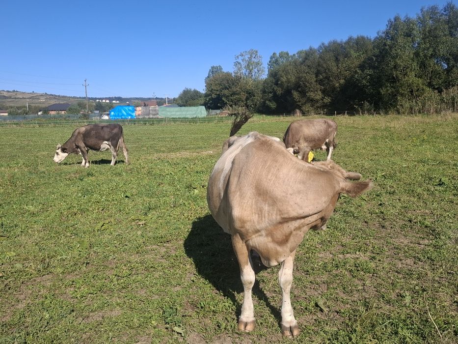 Vând 3 vaci gestante