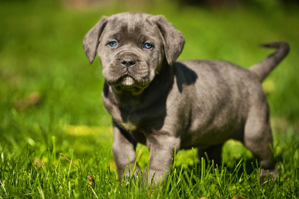 Кученца Кане Корсо Куче Cane Corso