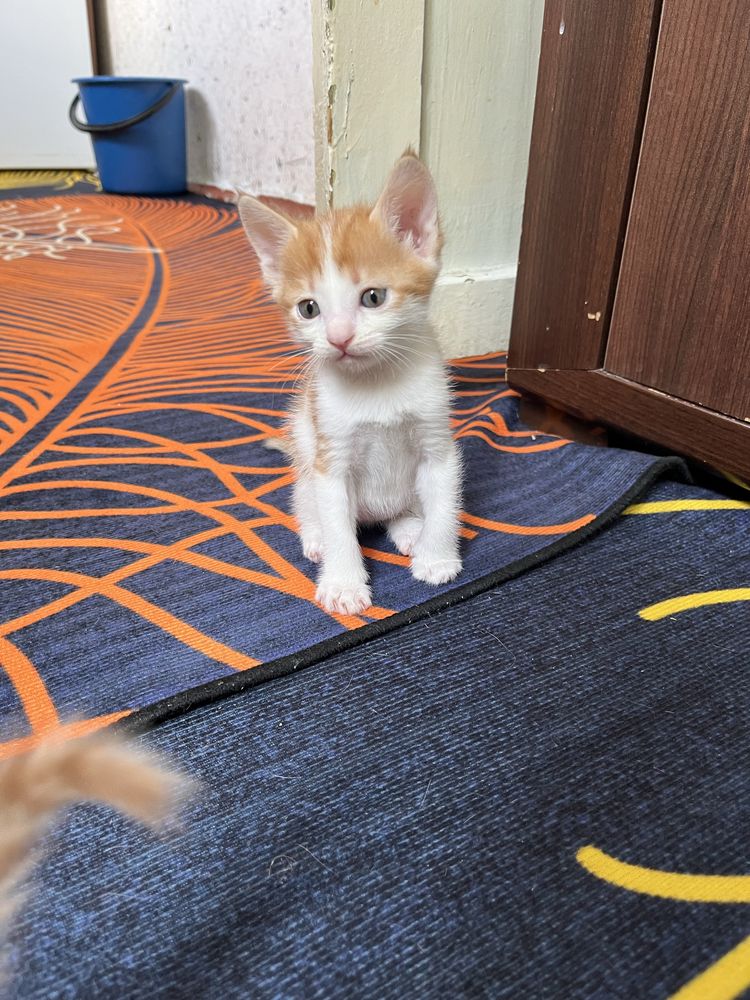Пристраиваются котята
