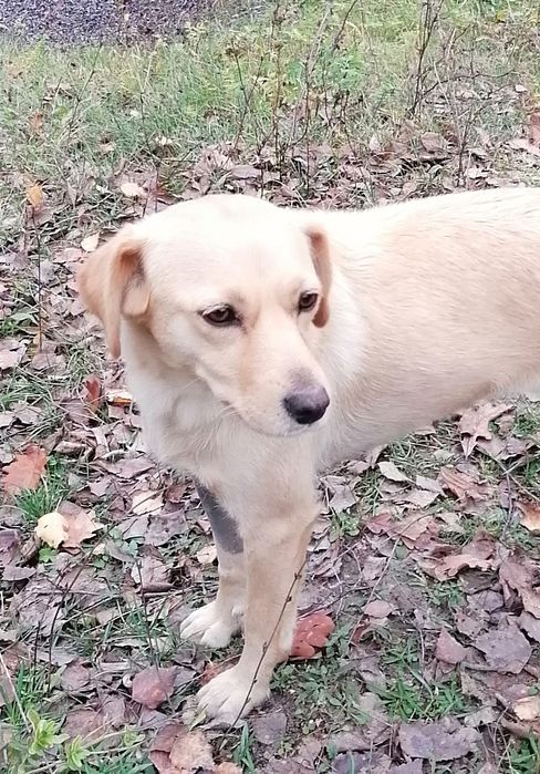 Donez cățelușă deosebită sterilizată