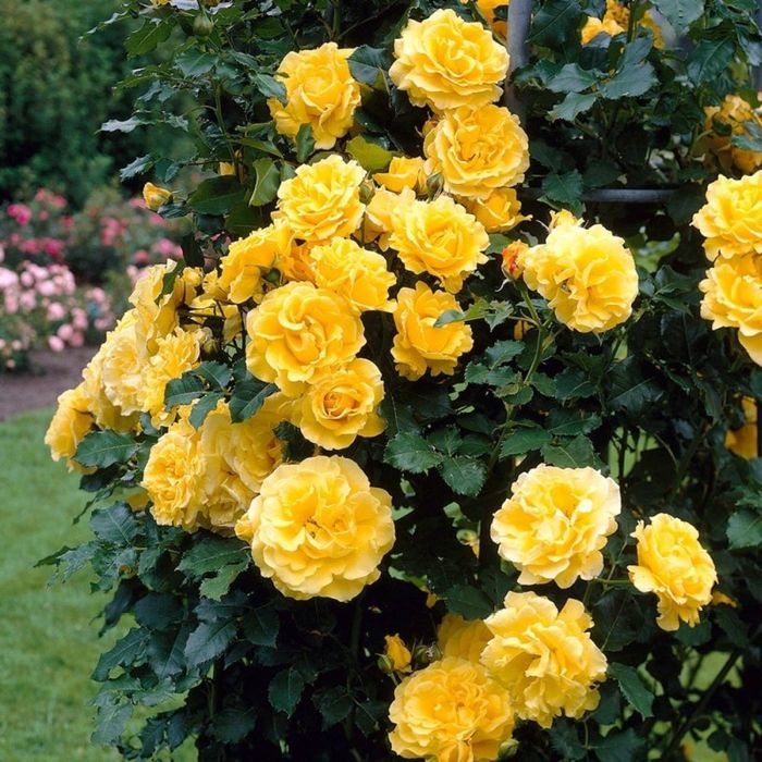 Vindem trandafiri cataratori ri la ghiveci  ,roși,albi,portocali,și ga