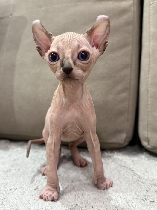 Котята эльфики готовы к переезду в новый дом.