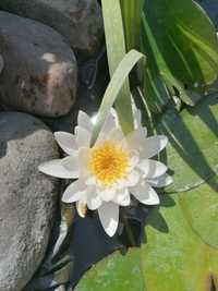 Бяла водна лилия с едри цветове