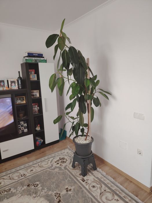 Vând ficus ornamental