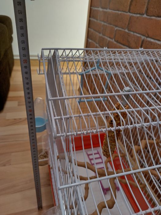 Colivie papagali talie medie