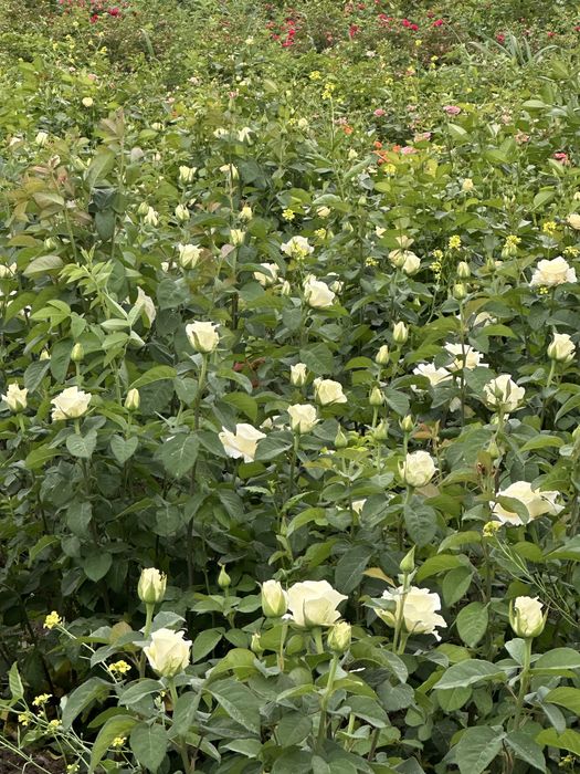 Atirgul kochatlar bor hamma sortidan bor 150 mingta