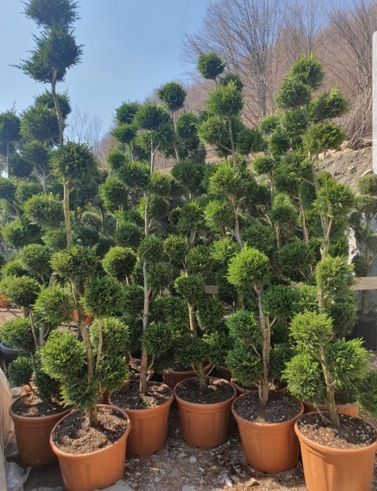 Vând tuia smaragd sau leylandii uriaș 4-5m/ gazon rulou