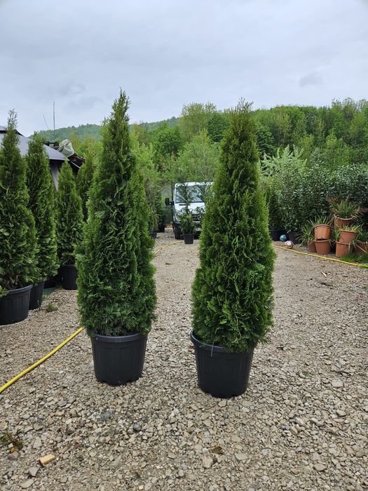 Tuia smaragd de calitate extra avem toate dimensiunile